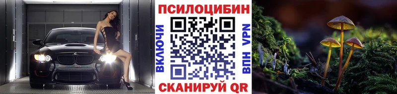 где продают   Пласт  Псилоцибиновые грибы Cubensis 